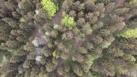 flying over spruce trees and a few leafy. verdun forest, lorraine, france. drone