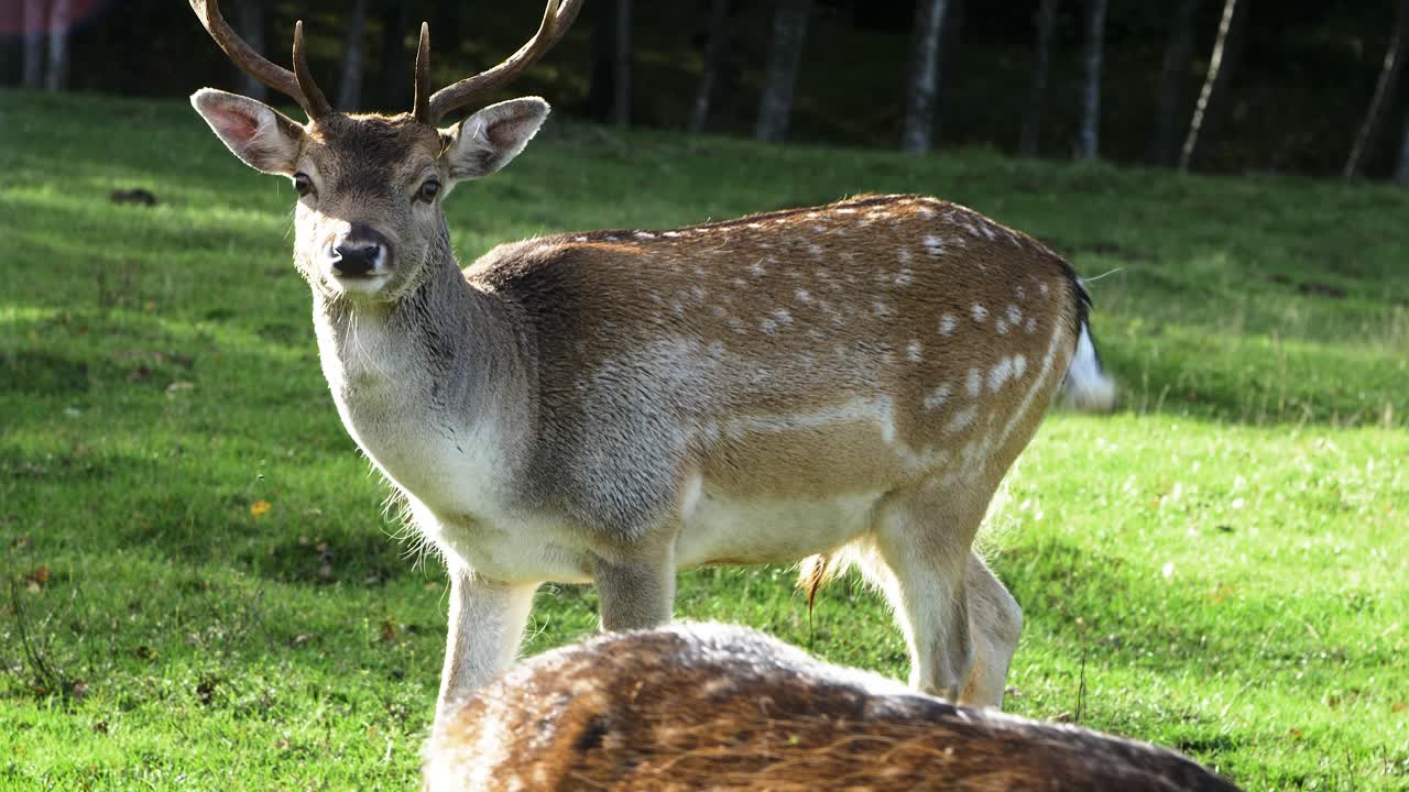 ciervo en barbecho con grandes cuernos comiendo hierba verde exuberante, cámara lenta, día soleado de otoño, concepto de vida silvestre, primer plano de mano