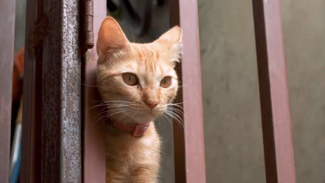 small ginger tabby cat peeking through red metal bar fence in intrigue and curiosity then licks it's own paw toes