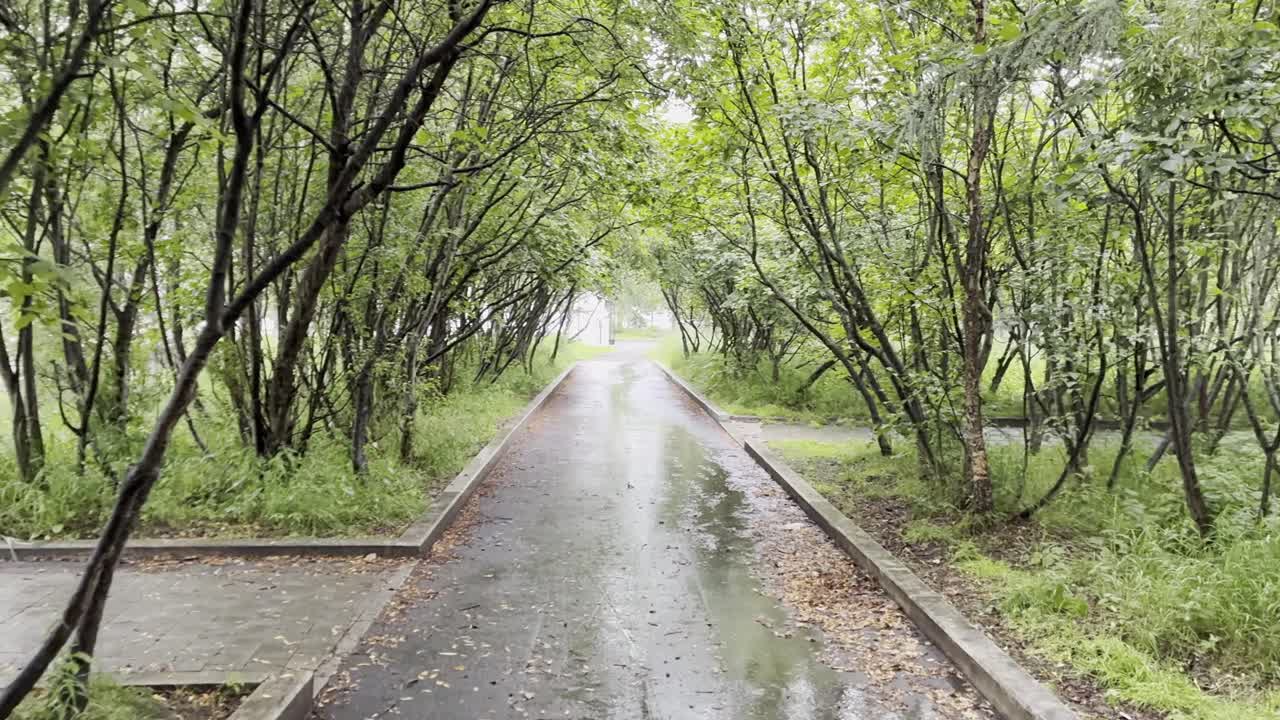 Rainy day walk along a peaceful tree-lined path