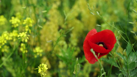 Una-Amapola-Solitaria-En-Medio-De-La-Naturaleza