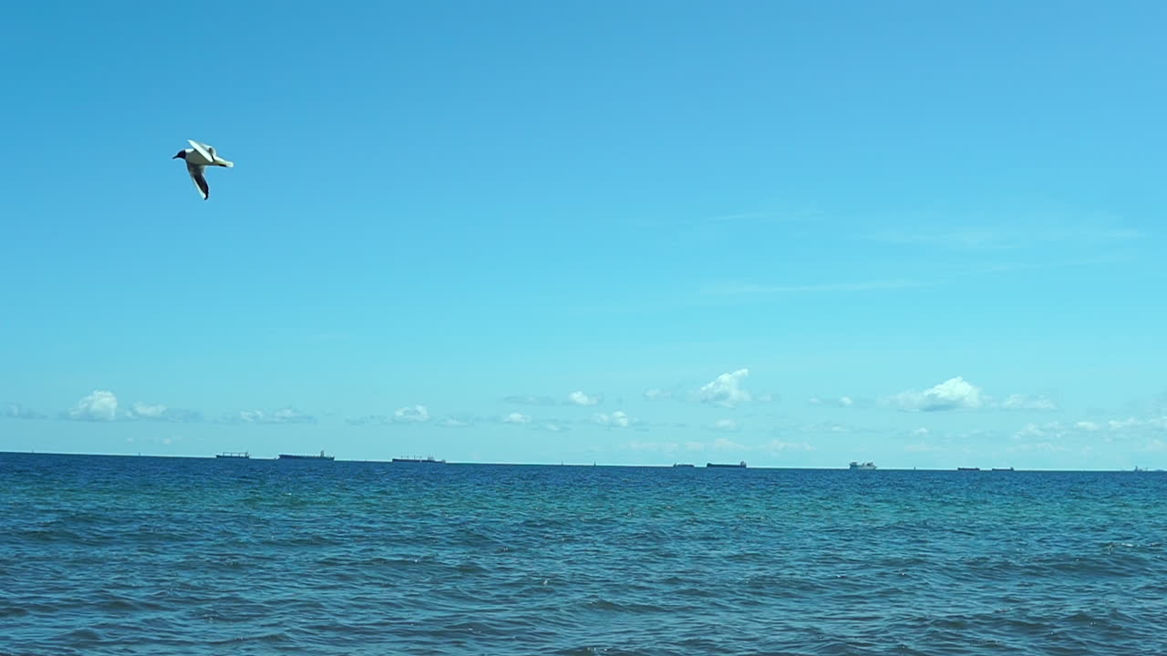 느린 동작, 새들은 작은 파도와 함께 아름다운 하늘과 어두운 바다를 바라보며 바다 해안을 따라 날아갑니다