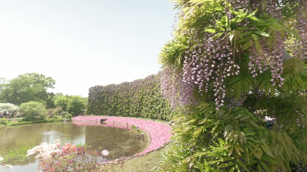 Glicínias em flor no Parque das Flores de Ashikaga, no Japão - Plano geral