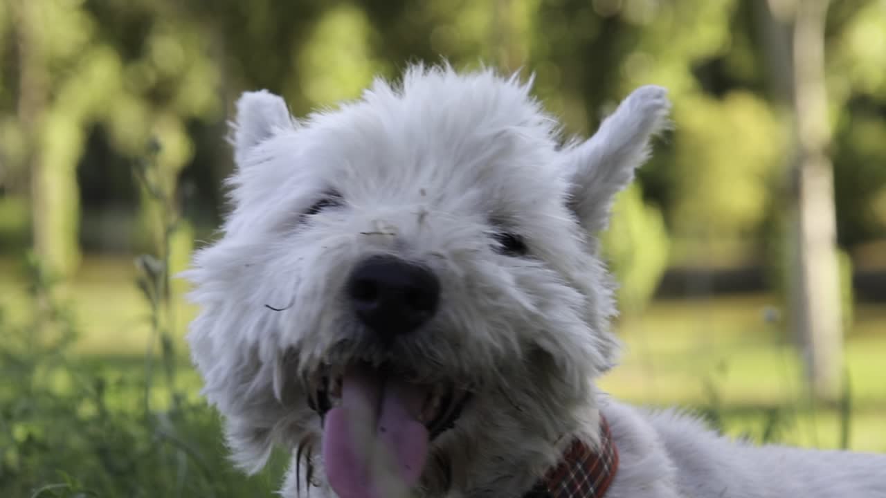 Cute west highland terrier cooling itself with tongue and breathing through the mouth. Beautiful old white dog resting on the meadow.  Happy puppy enjoying sunny weather