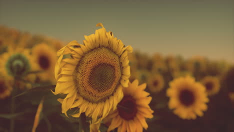 splendid scene of vivid yellow sunflowers in the evening