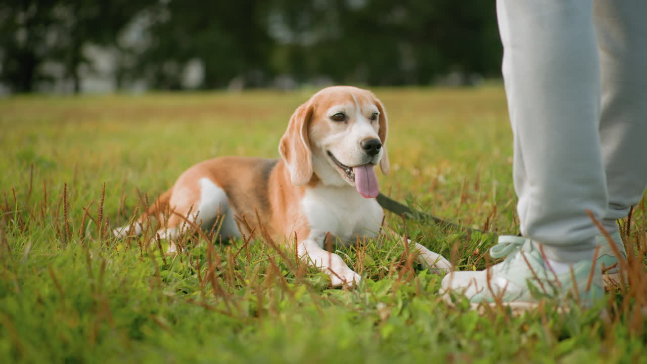adorable pet dog lying down with tongue out on grassy football field beside owner wearing sneakers enjoying sunny outdoor moment looking relaxed happy after playful run on fresh natural environment