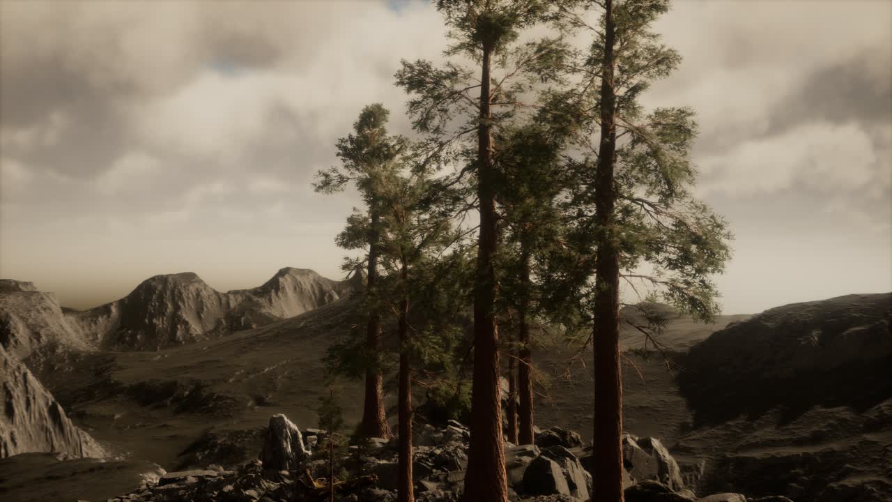 나무 와  ⁇ 빛 이 있는 절벽