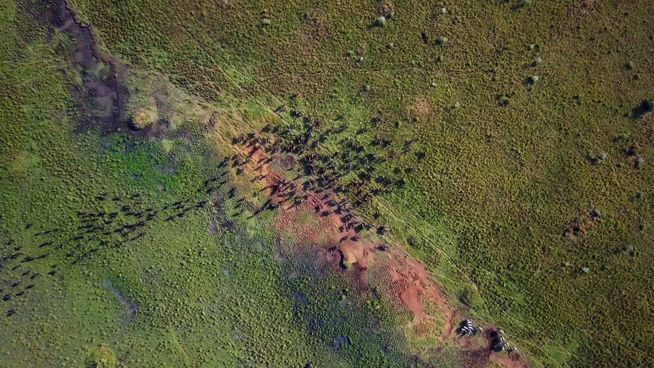 Capturing a herd of african buffalos grazing in a lush swamp within Kidepo National Park, Uganda. The top down aerial pov highlights the natural beauty and wildlife diversity of the African landscape