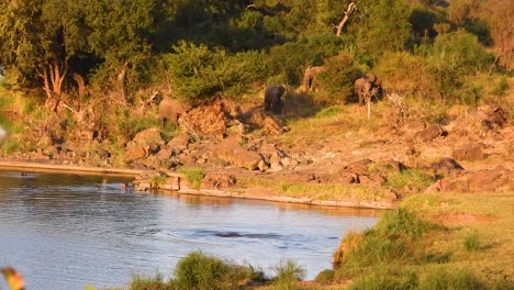 hippos and african elephants in kruger national park, south africa