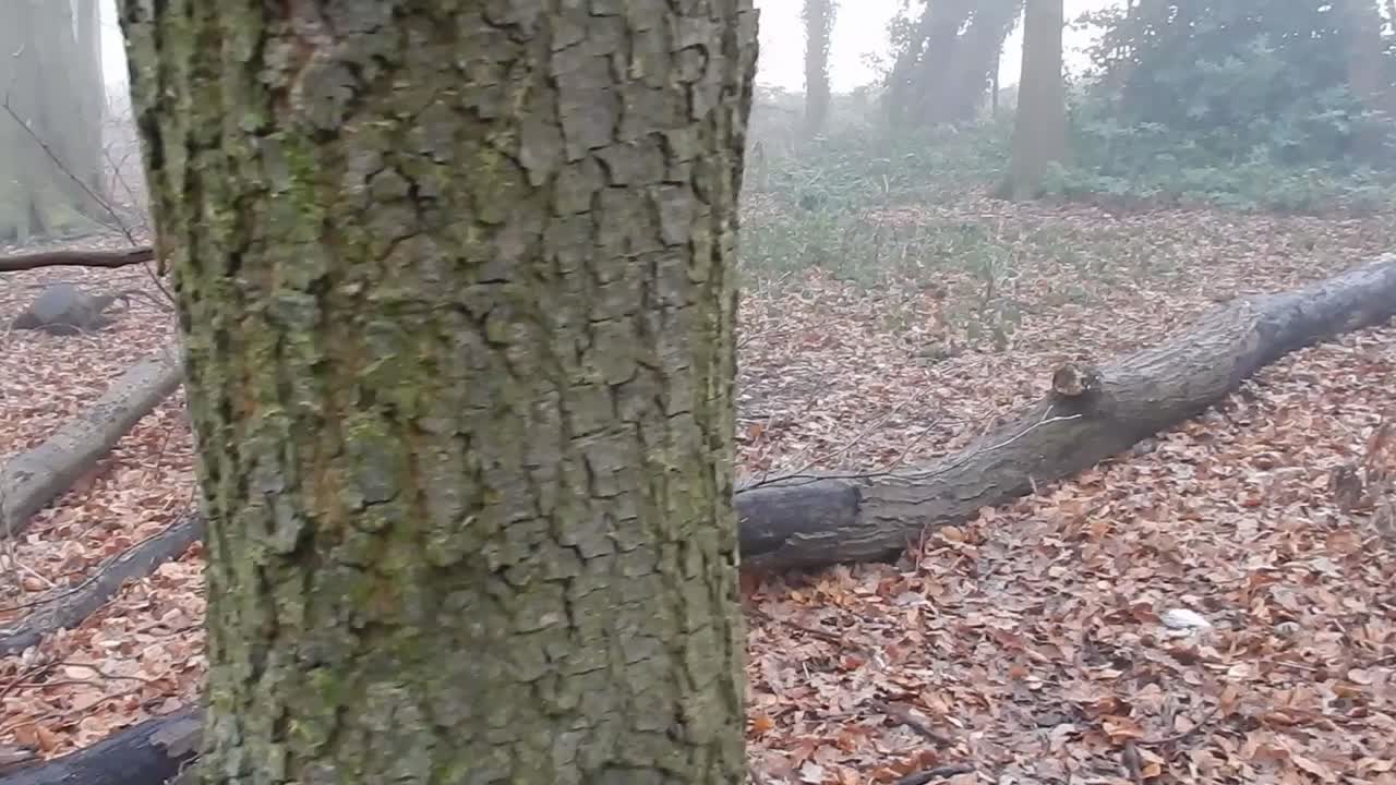 짙은 안개가 자욱한 대기 안개에 마법에 걸린 삼림 벌거벗은 숲 나무