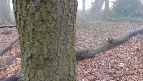 Verzauberter-Wald,-Kahle-Waldbäume-In-Dichtem,-Dichtem,-Nebligem-Atmosphärischem-Nebel