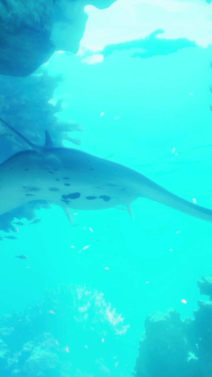 웅장한 만타 레이 물 에서