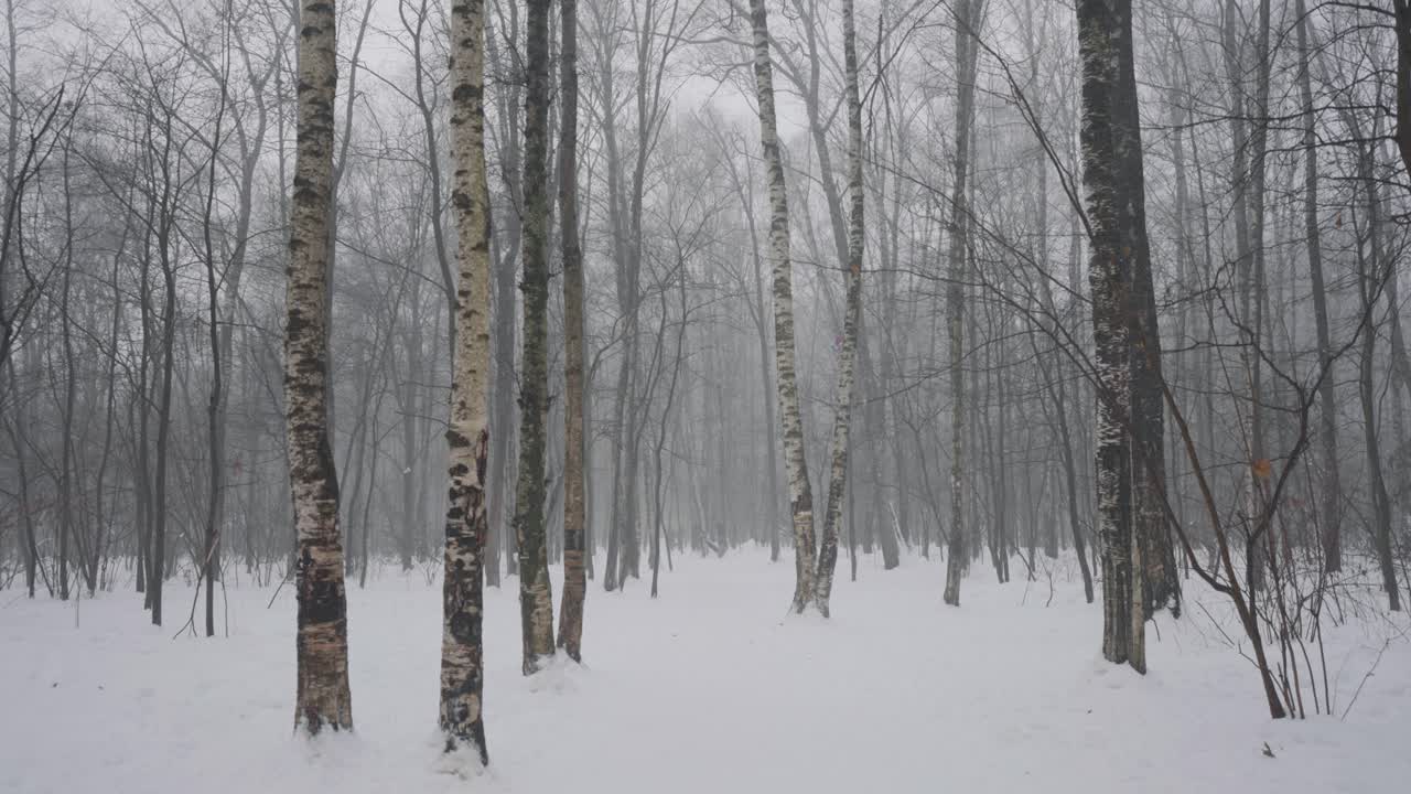 눈 인 겨울 숲길