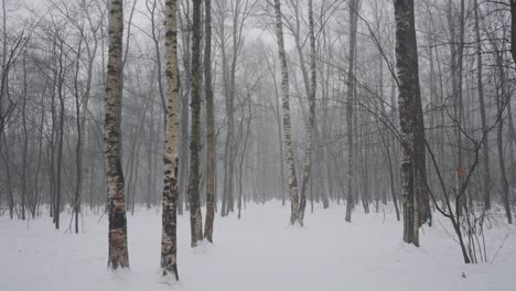 snowy winter forest path