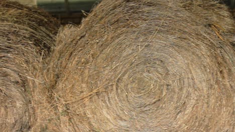 haystacks in warehouse storage. agriculture warehouse. hay bail