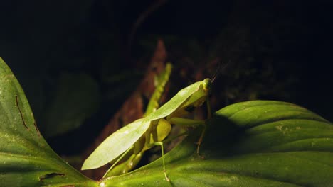 on a green leaf in peru rainforest , a cobra mantis trots revealing its distinct form and colors in stunning closeup.