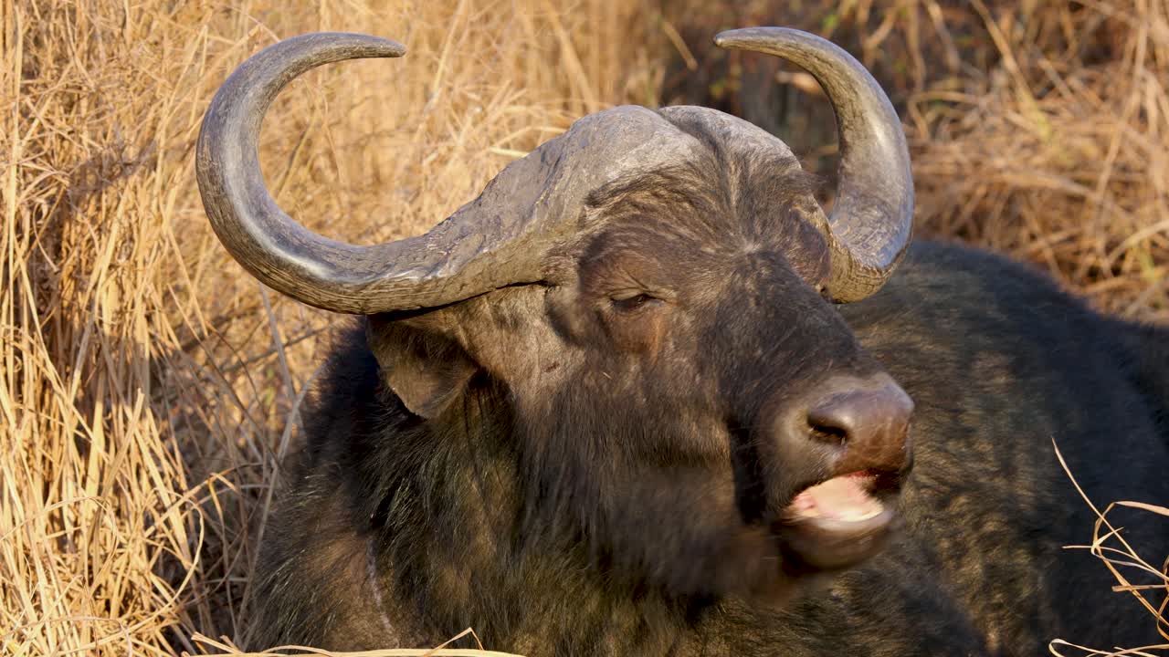 Close up of Cape Buffalo chewing on dry grass