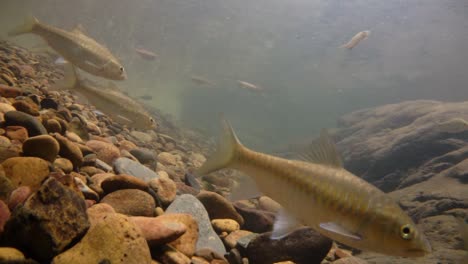 Der-Kaeng-Krachan-Nationalpark-Ist-Die-Heimat-Vieler-Fantastischer-Wildtiere-Und-Die-Bäche-Sind-Eine-Lebensquelle-Für-Frisches-Wasser,-Das-Tiere-Trinken-Und-Fische-Herumschwimmen-Können