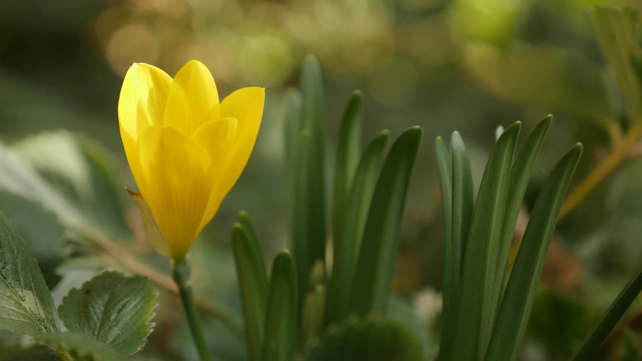 Bunga bakung crocus Sternbergia lutea kuning musim gugur dan dingin. Rekaman UltraHD 4K 2160p 30fps. Tanaman lily-of-the-field keluarga Amaryllidaceae dengan DOF dangkal. Video UHD 3840X2160.
