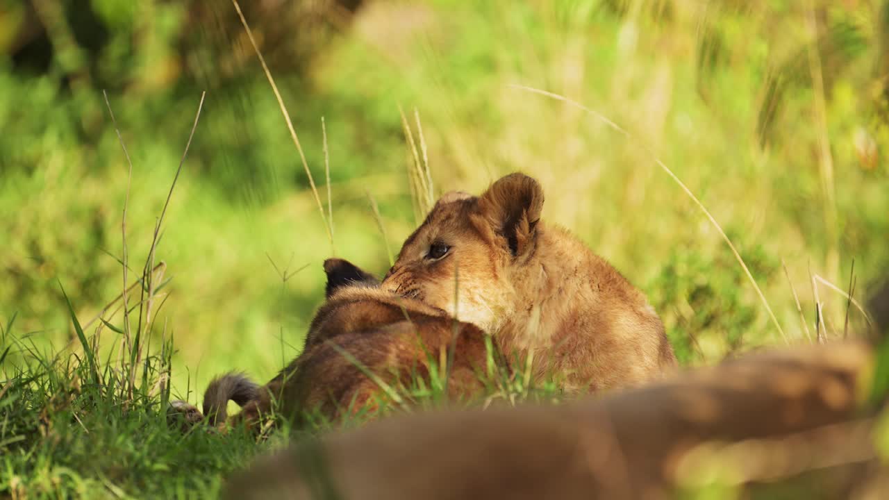 slow motion shot van jonge leeuwenkinderen die spelen in het groene hoge gras van de savanne, schattige afrikaanse dieren in het masai mara national reserve, kenia, afrika safari dieren in masai mara