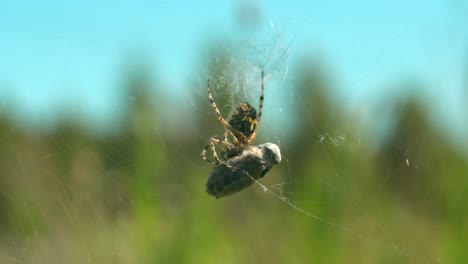 spider on a web with prey