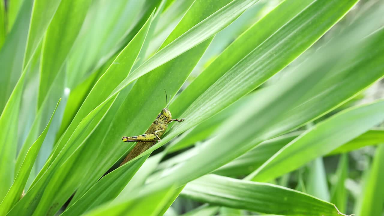 활기찬 초록 잔디 잎 에 서 있는 메기 의 근접 사진