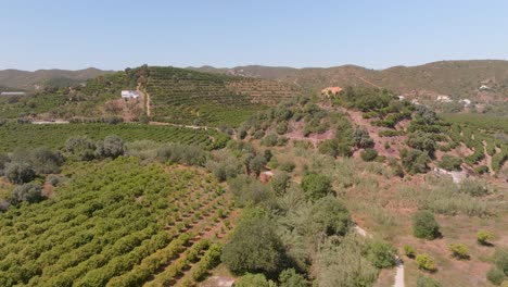 hileras de viñedos en la ladera de pego do inferno algarve portugal, carretilla aérea
