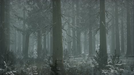 winter snow-covered forest on a cloudy day