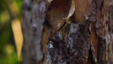 close up static shot of anthill behind tree bark