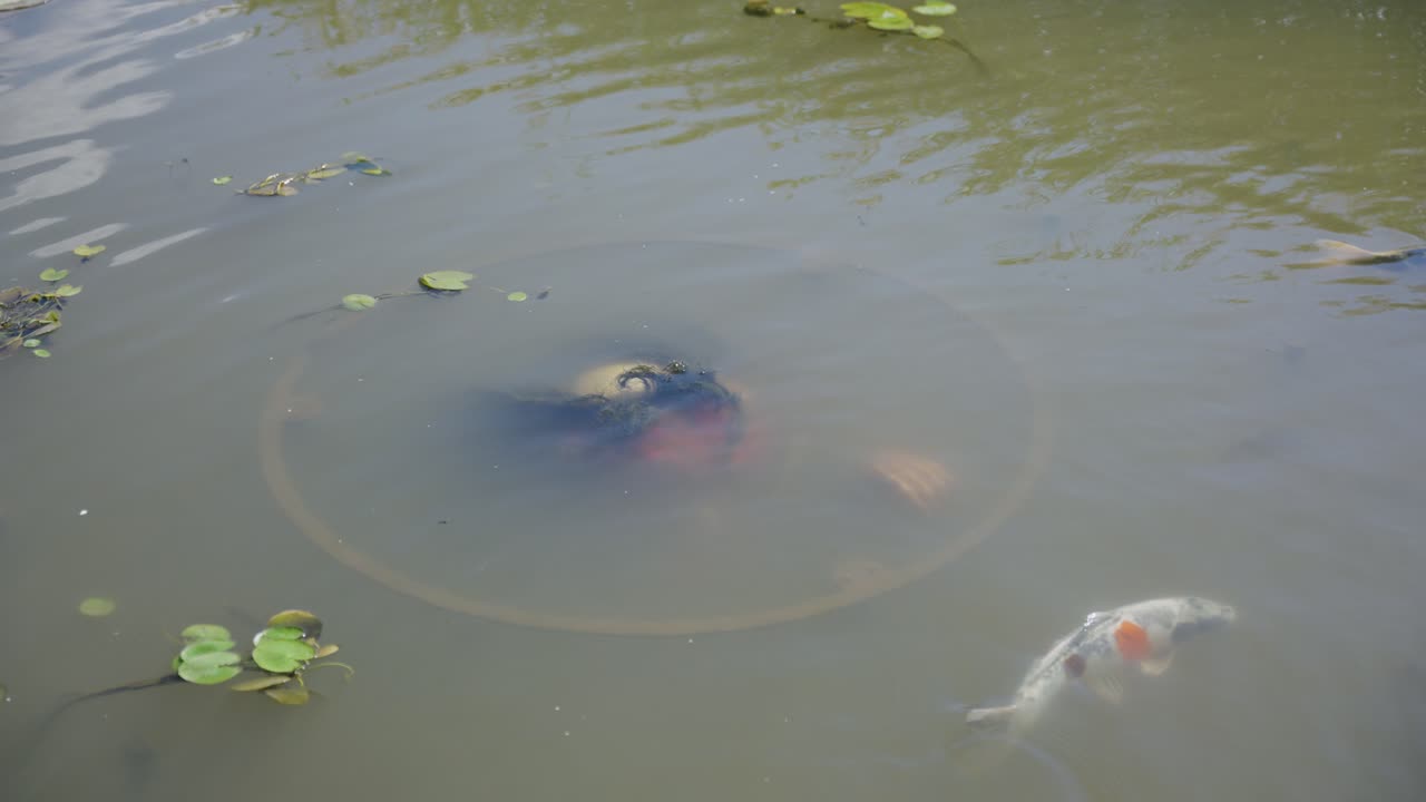 후쿠사키 시의 츠지카와야마 공원에서 물  ⁇ 에 숨어 있는 카파