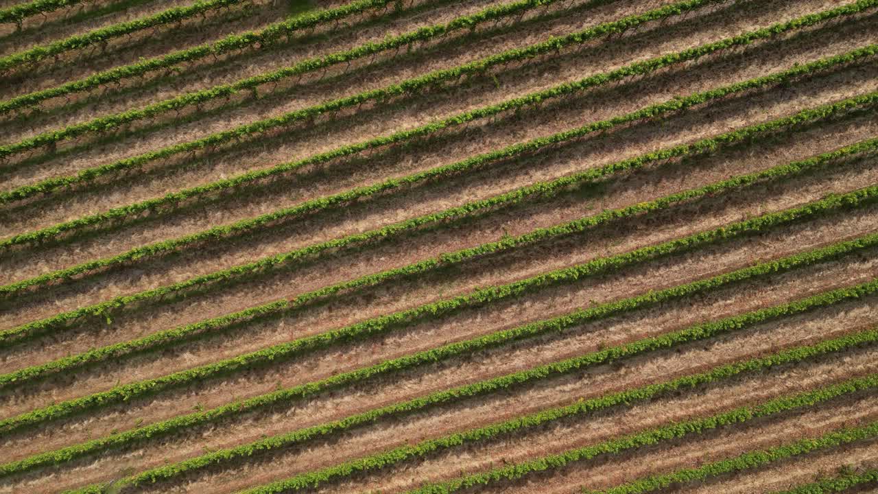 4k 30 fps vista de drones de viñedos australianos cerca del río margaret vinificación en australia