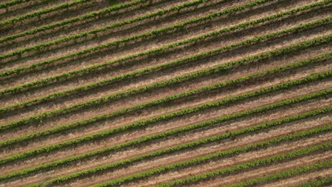 4k 30 fps drone view of australian vineyards near margaret river winemaking in australia
