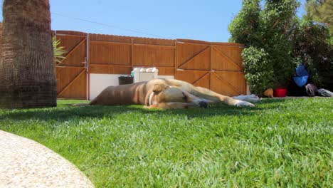 dog resting on grass