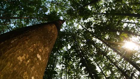 sol y un árbol en el bosque, puesta de sol