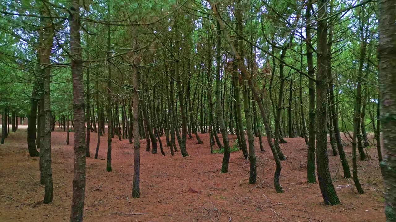 Vista aerea inversa da drone tra i pini a Saint-Brevin-les-Pins, che mostra il denso suolo della foresta coperto di aghi e un ambiente boschivo naturale - Francia