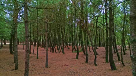 reverse aerial drone view through pine trees in saint-brevin-les-pins, showing dense forest floor covered with needles and a natural woodland setting - france