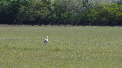 Medium-shot-of-Stork-looking-for-food-on-a-meadow-in-summer