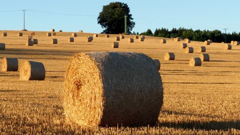 hay bales on the field after harvest. agricultural field. hay bales in golden field landscape.