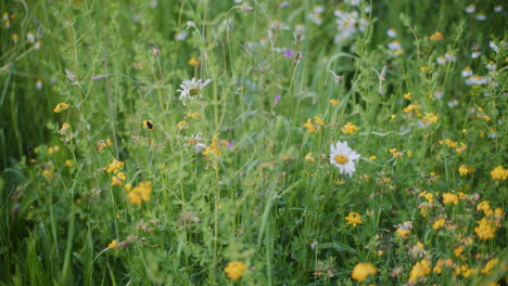 a bumblebee pollinates blooming wildflowers in a summer flower meadow.