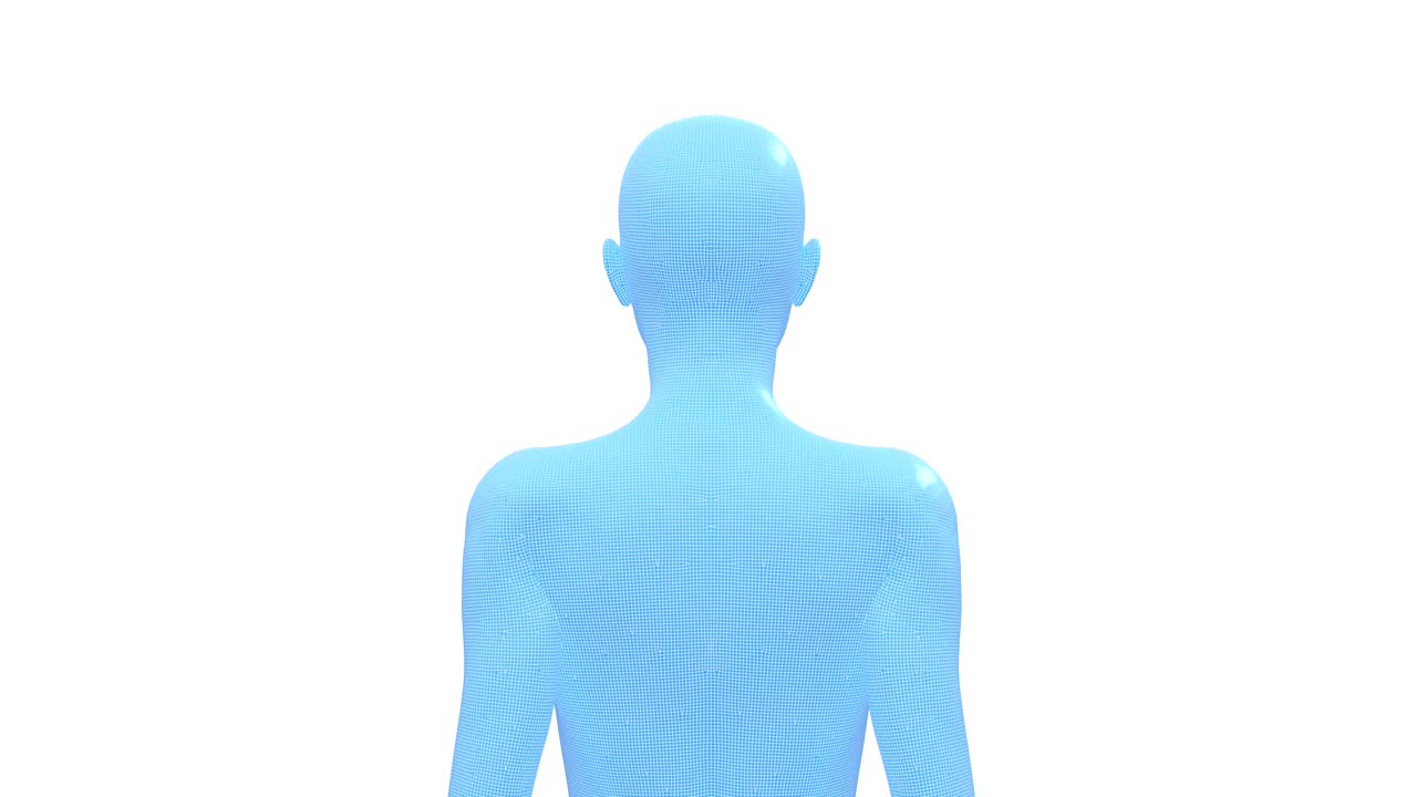 여성, 여성 인체, 3d 와이어 프레임 모델, 시엄리스 루프