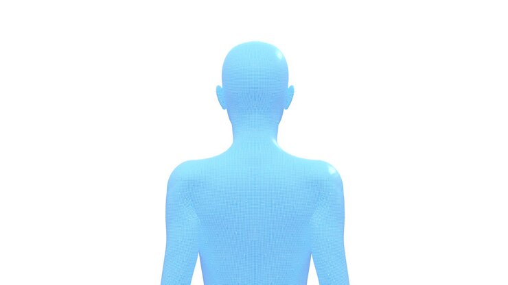 Woman, Female Human Body, 3D Wireframe Model, Seamless Loop