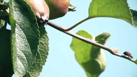 A-ladybird-walks-along-the-stalk-of-an-apple-tree-branch-where-apples-are-ripening-under-a-clear-blue-sky