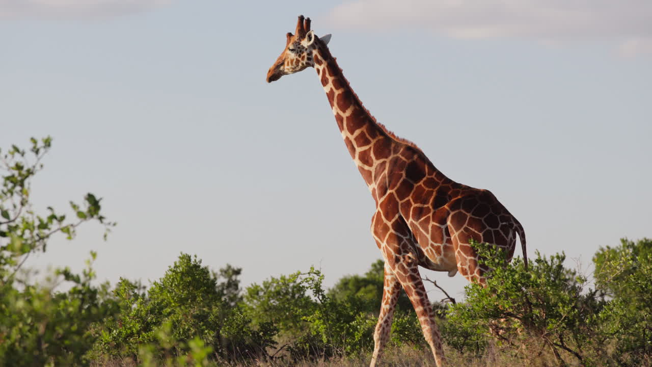 Giraffa reticolata solitaria che cammina nella savana al mattino