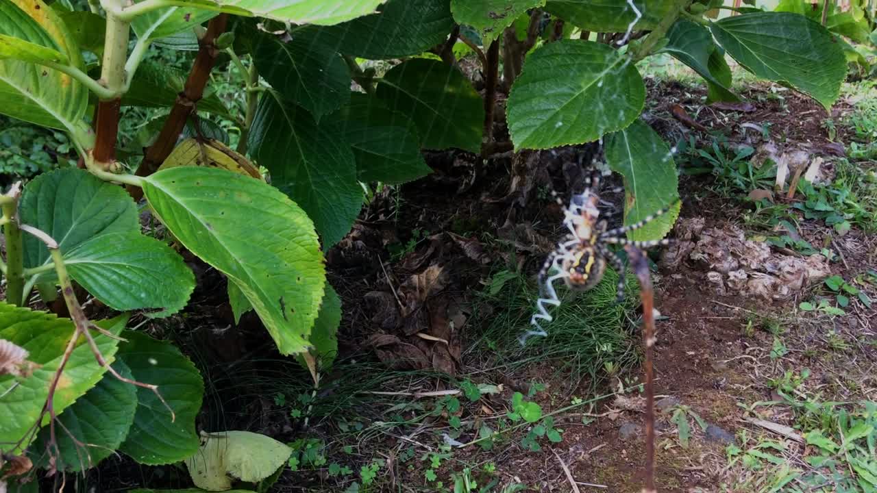 arachnid araneidae argiope 쓰기 말벌 거미 등반 거미줄 거미줄 자연 필드 포장 먹이 실크 정원 arachnid araneidae 탑재 트랩 사냥 먹이 열대 기후 bruennichi keyserlingi