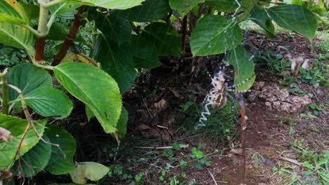 arácnido araneidae argiope escritura avispa araña escalada telaraña telaraña naturaleza campo envoltorio presa en seda jardín arácnido araneidae trampa montada caza presa clima tropical bruennichi keyserlingi