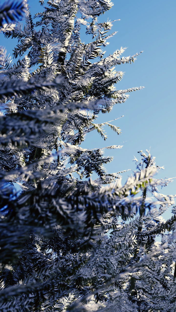 Snow covers trees in winter landscape under clear blue sky
