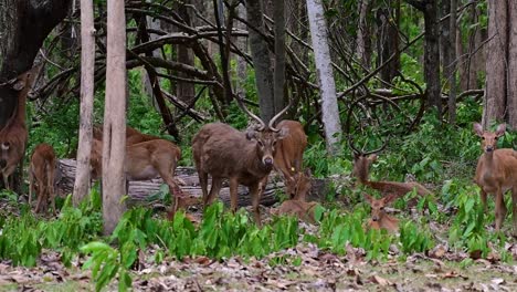 the eld's deer is an endangered species due to habitat loss and hunting