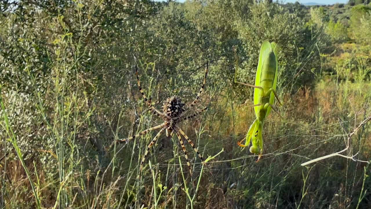 A closeup view of a tiger spider (orb-weaver) about to attack a green color praying mantis trapped in its web, in a mediterranean landscape. 4K