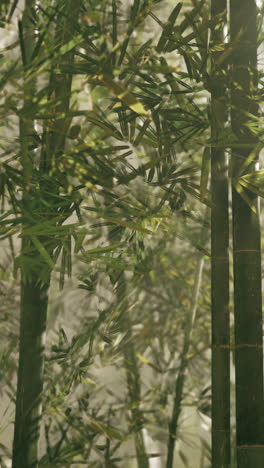 bamboo forest