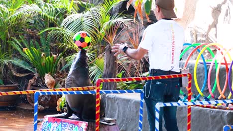 sea lion performs tricks with a trainer